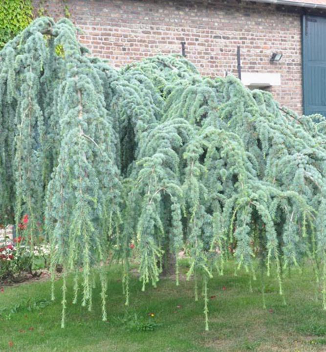 C der Atlantsk GLAUCA PENDULA 200 250 Cm V repn ku 7 5l Lumigreen sk C der Atlantsk GLAUCA PENDULA 200 250 Cm V repn ku 7 5l Lumigreen sk